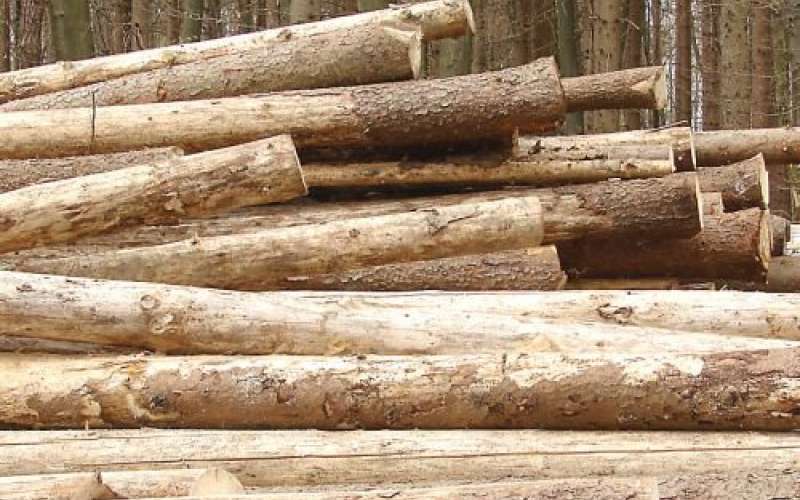 hlodi_500x365.jpg