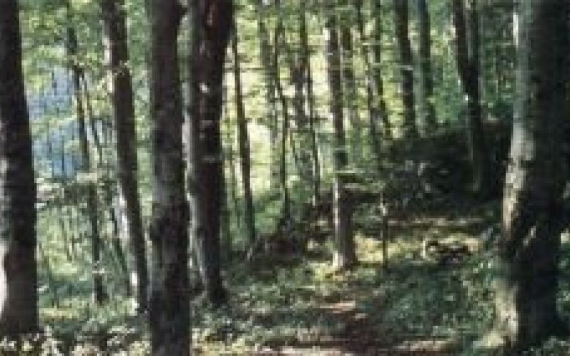 gorjanci_kobile.jpg
