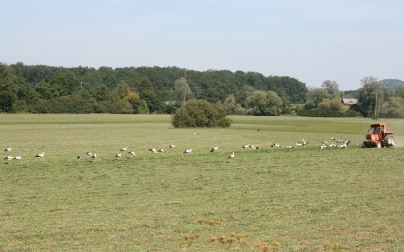 ptice_11.jpg