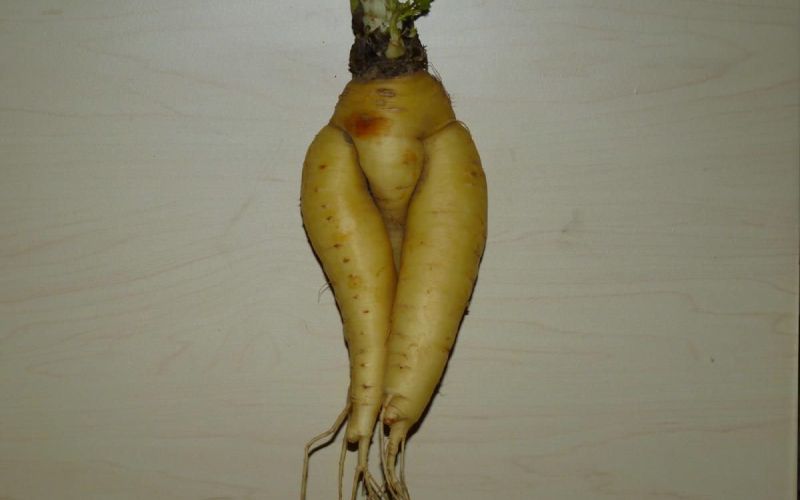 koren_mirjam.jpg