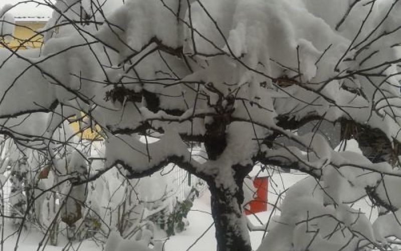gremo_ven_001.jpg