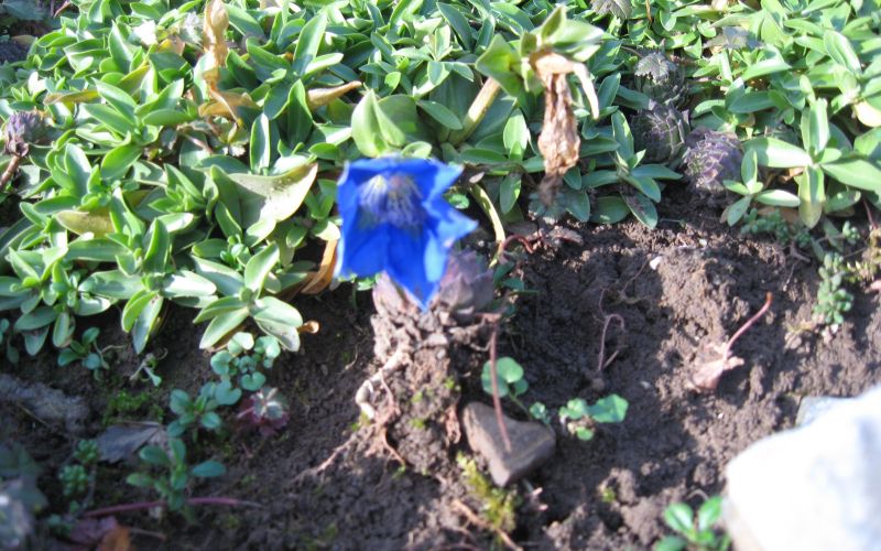 zimske_roze_001.jpg