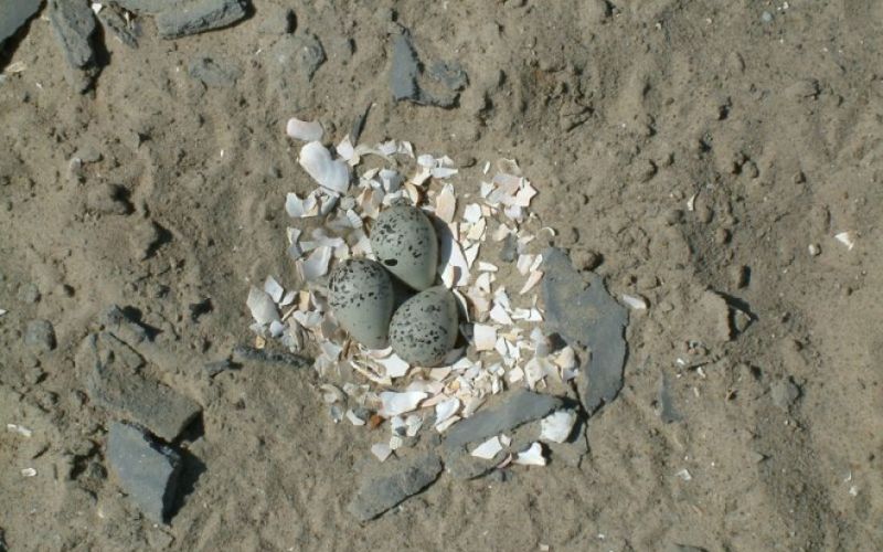uvodna
