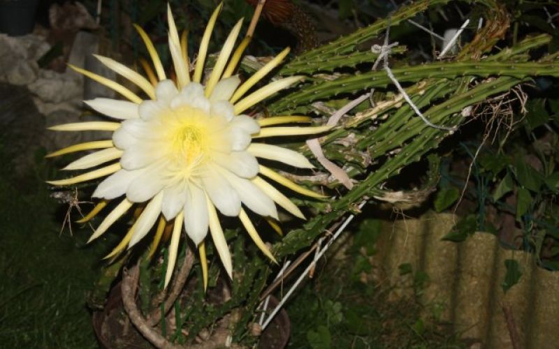 uvodna