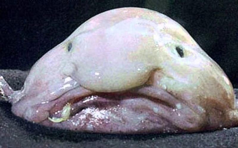 uvodna
