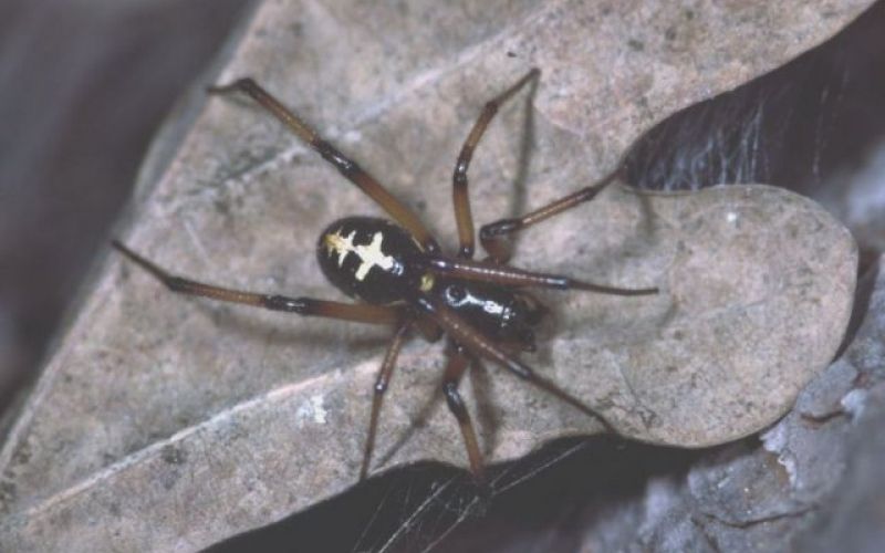 uvodna