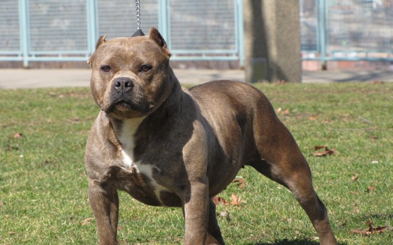 pitbull_rescue1.jpg