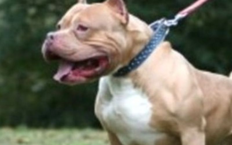 20131031_pitbull-testicoli.jpg