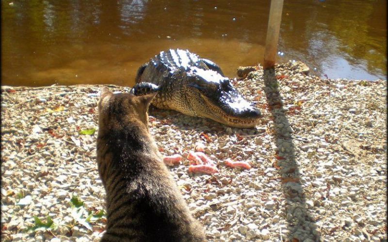 aligator macka.jpg