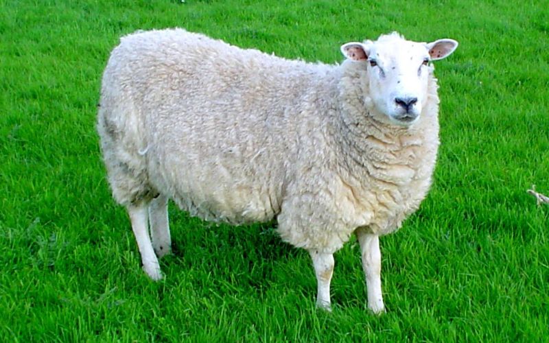 Ovca