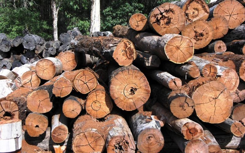 Timber_DonnellyMills2005_SeanMcClean.jpg