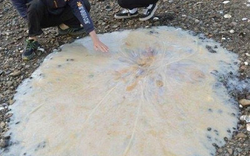 Meduza.jpg