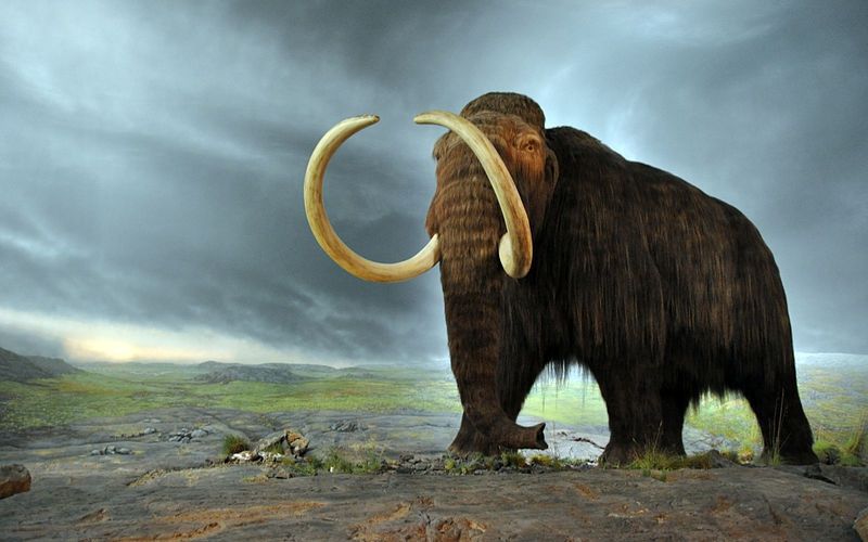 Mamut.jpg
