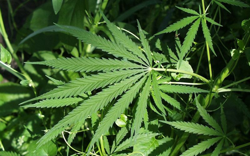 Marijuana.jpg