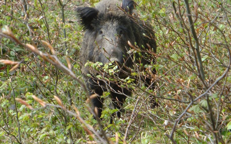 divji_pra__i_____sus_scrofa.jpg