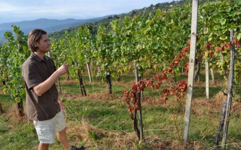 vinograd