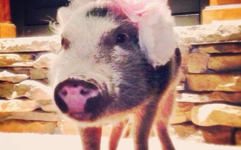 Penelope Popcorn