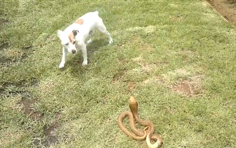 Jack Russell terier, pes, kapska kobra, kača.jpg