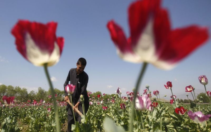 mak, polje, jalalabad, afganistan.jpg