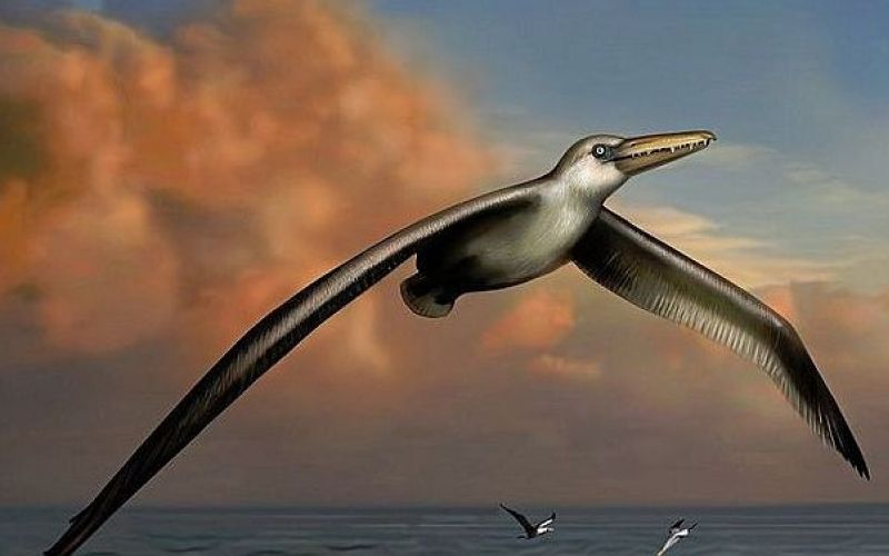 Pelagornis sandersi.jpg