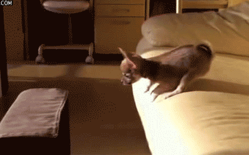 anigif_enhanced-buzz-15503-1405460060-4.gif