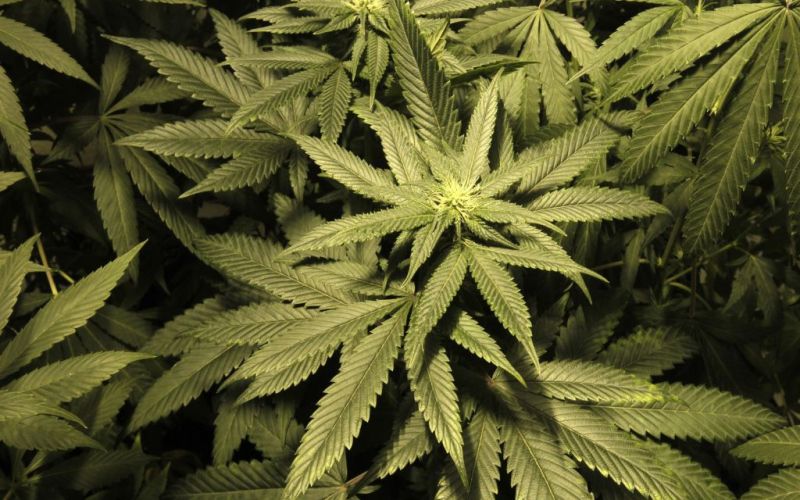 marihuana, trava.jpg