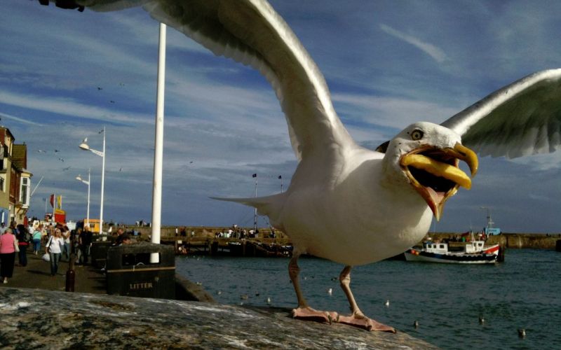 Galeb.jpg