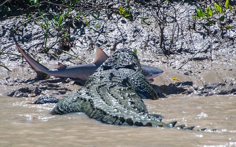 krokodil, morski pes.jpg