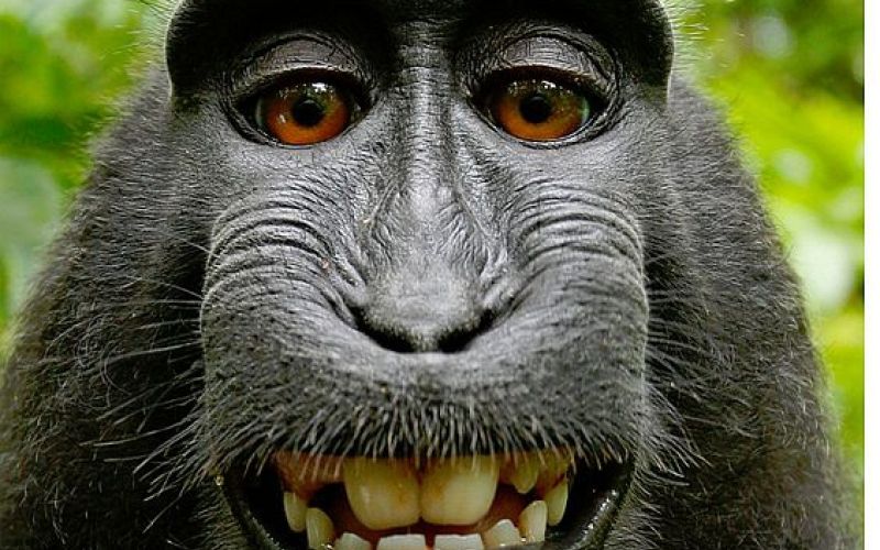opica, selfie.jpg