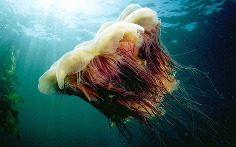 Medusa-detta-criniera-di-leone-in-nord-america-lions-mane-jellyfish...è-per-la-scienza-una-Cyanea-ca
