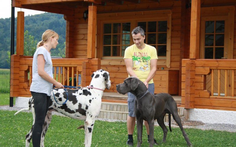 Urša in Tone, doge