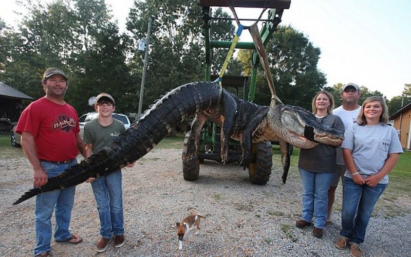 Aligator.jpg
