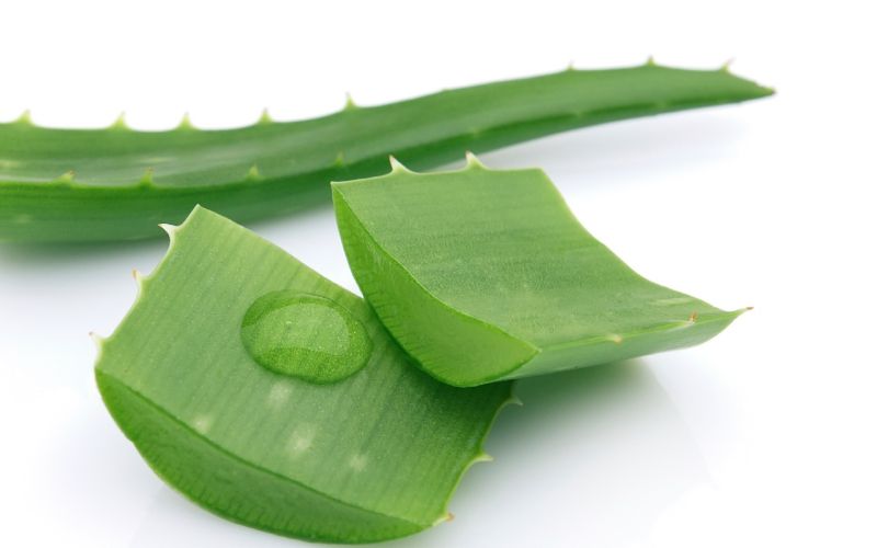 Aloe vera.jpg