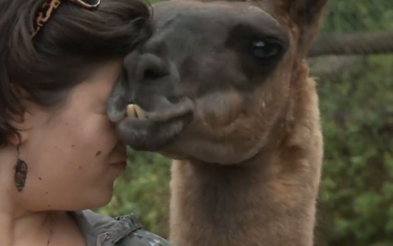 Lama.jpg