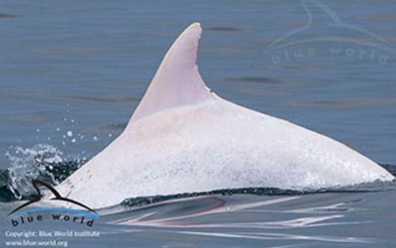 delfin.jpg