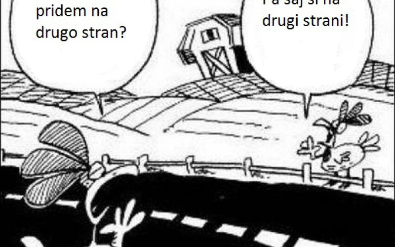 dve neumni kuri.jpg