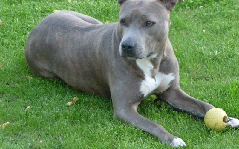 stafordširski terijer, terier American_Staffordshire_Terrier(Cleo).JPG