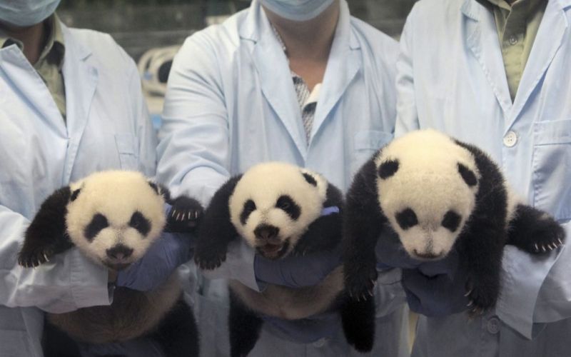 panda, trojčki.jpg