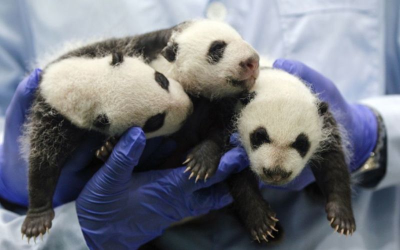 panda, trojčki1.jpg