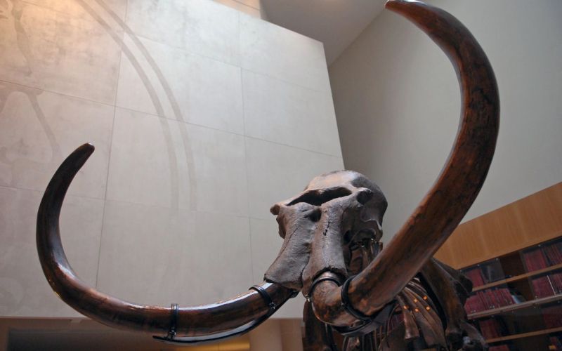 Mamut.jpg
