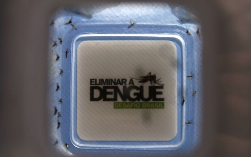 komar, denga.jpg