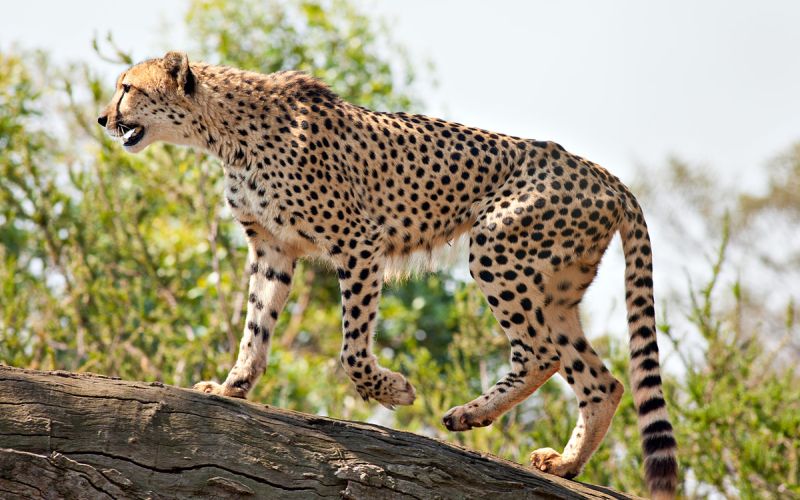 Gepard.jpg