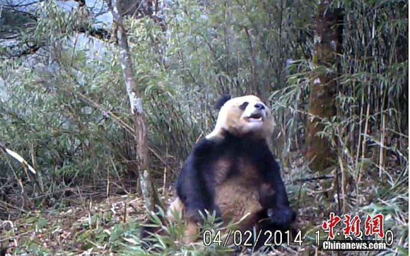 panda.jpg
