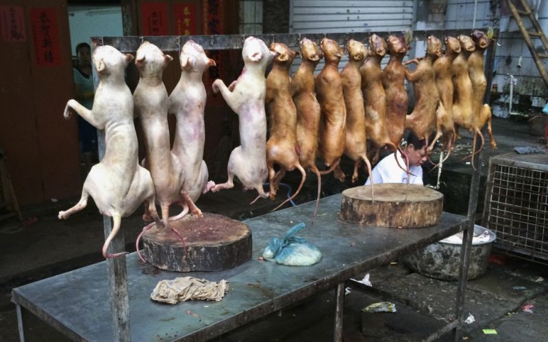 pes, festival, yulin1.jpg