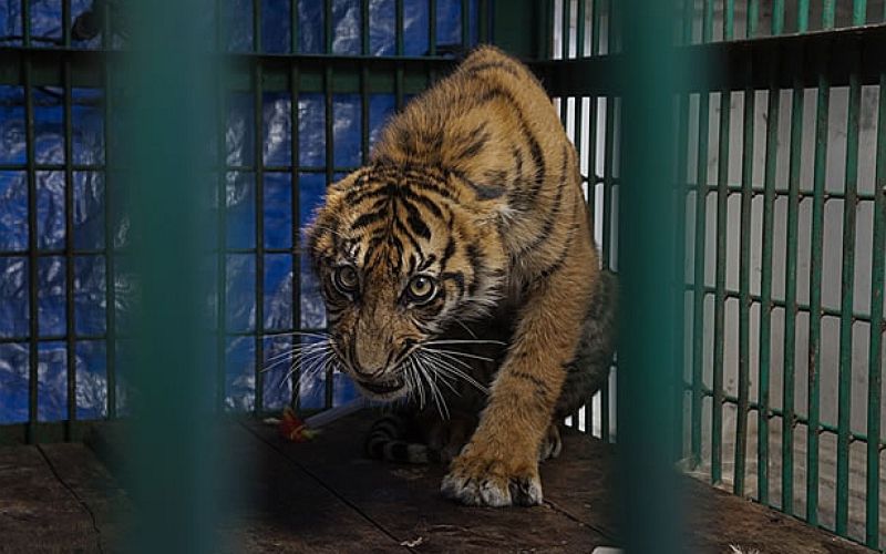 tiger.jpg