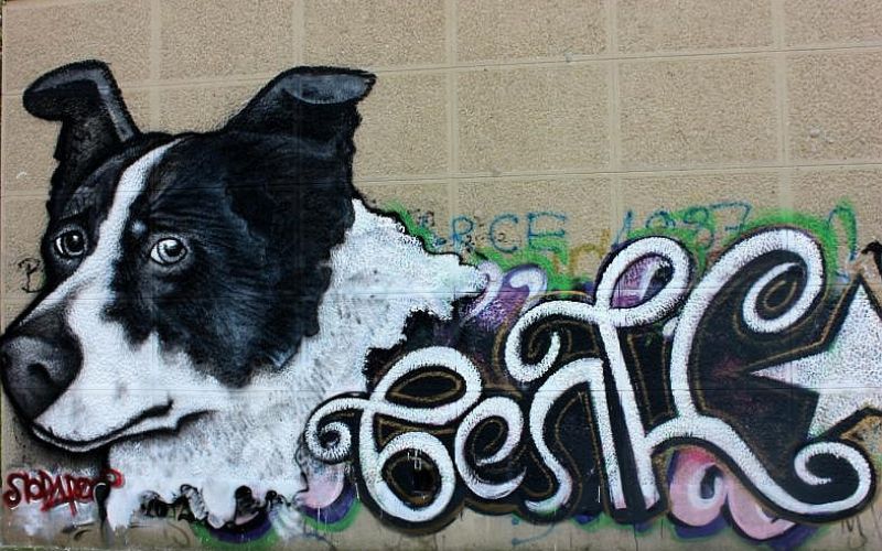 belka.jpg