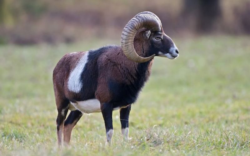 Muflon