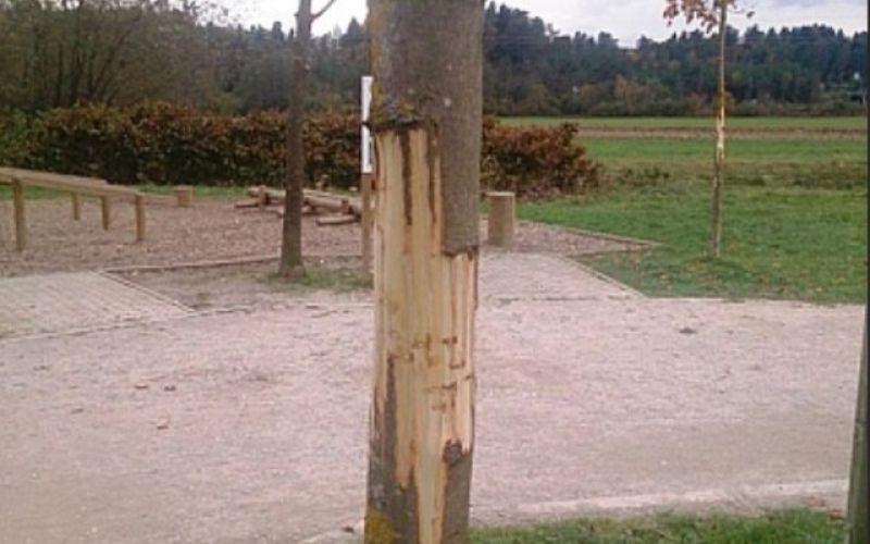Drevo, vandalizem