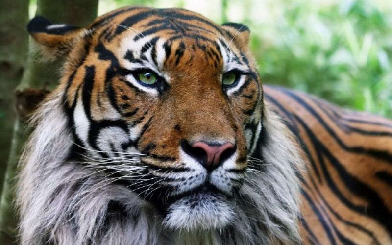 tiger_re_04.02.14.jpg