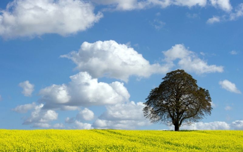 oblak vreme nebo polje drevo